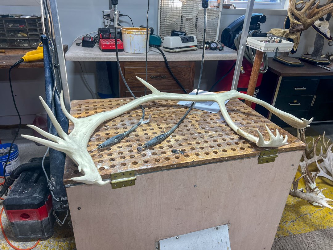 antler on the desk of larrys shop