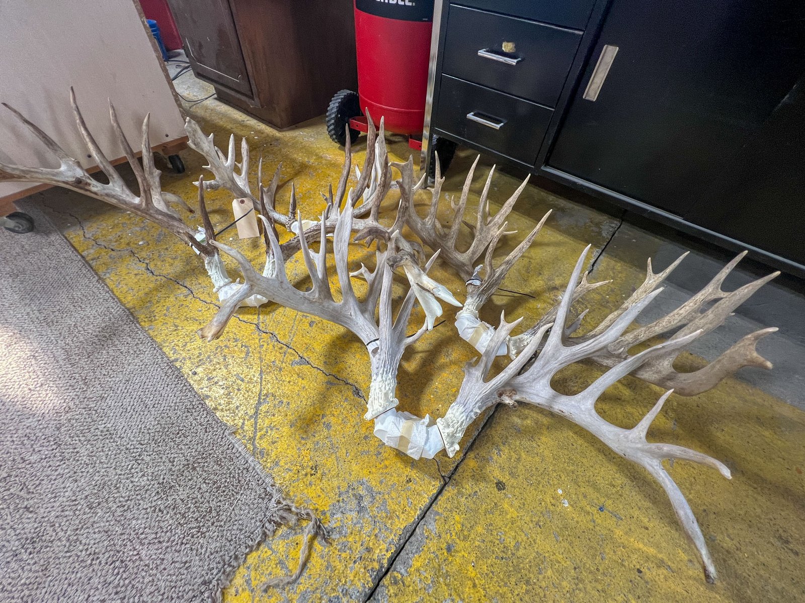 reproduced antlers on the floor inside a shop