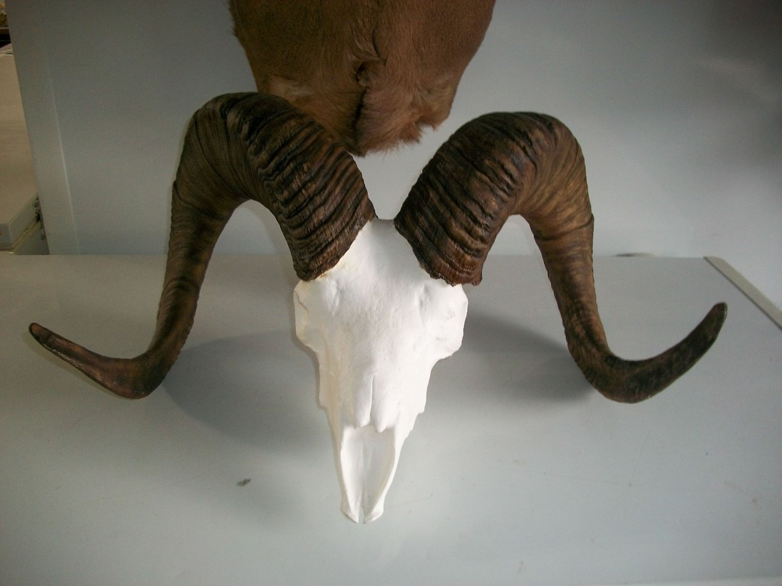 100_2065 Ram antler replica