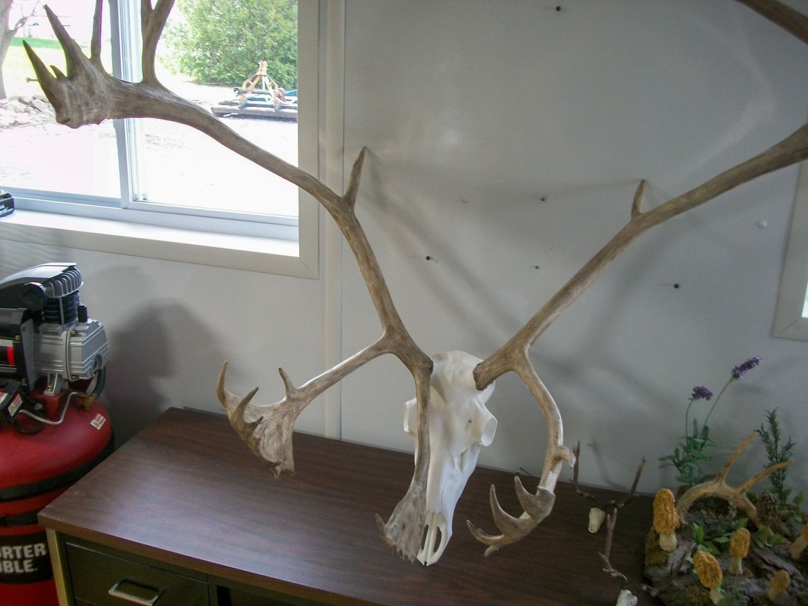 Caribou (3) caribou antler replica