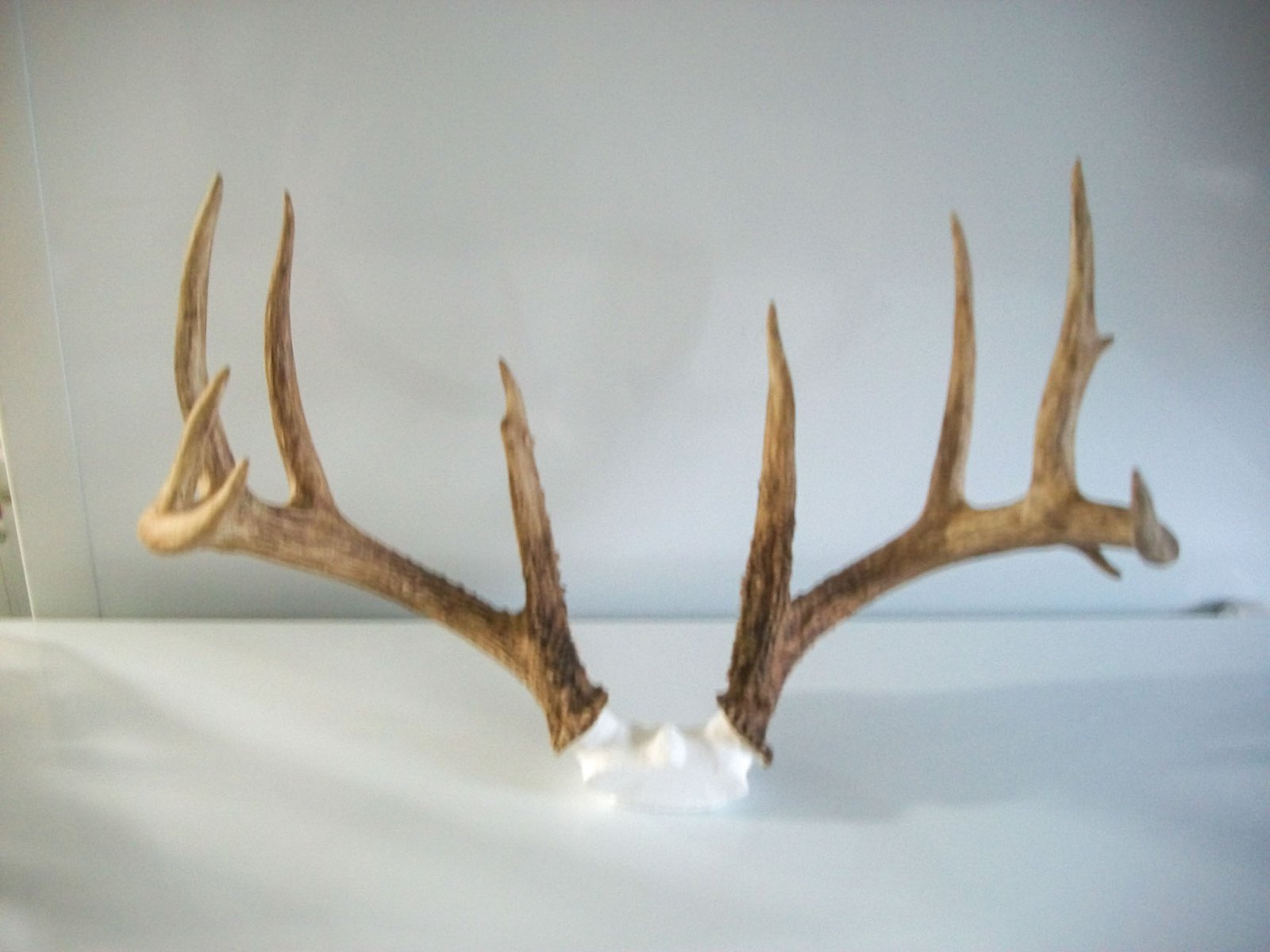 Kelley buck 1 deer antler replica