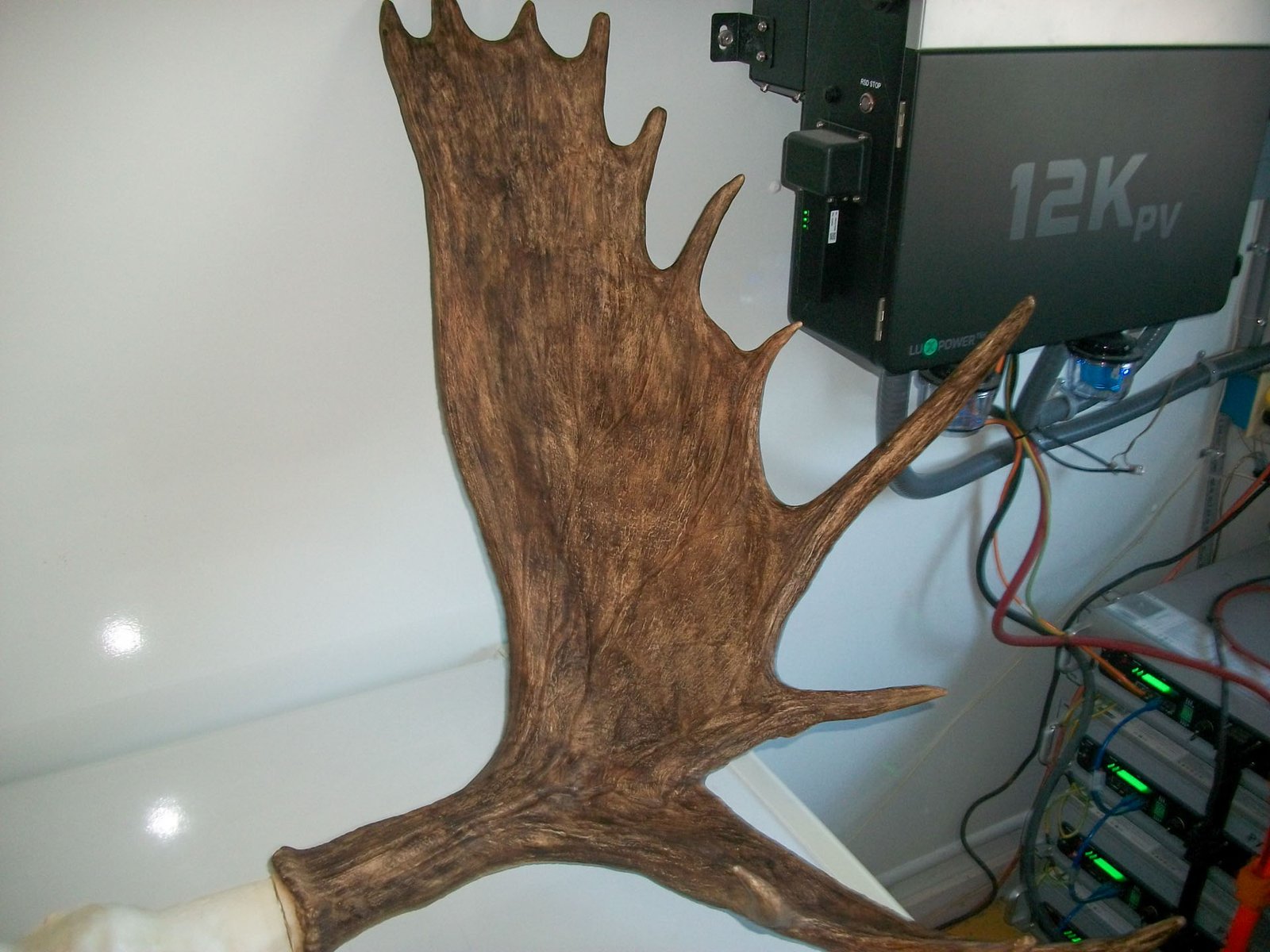 moose3 moose antler replica